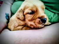 Chip, a female Golden Retriever for sale in Spokane, WA – 8 of 10