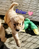 Eclair, a female Golden Retriever for sale in Spokane, WA – 3 of 3