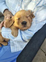 Chip, a female Golden Retriever for sale in Spokane, WA – 2 of 10