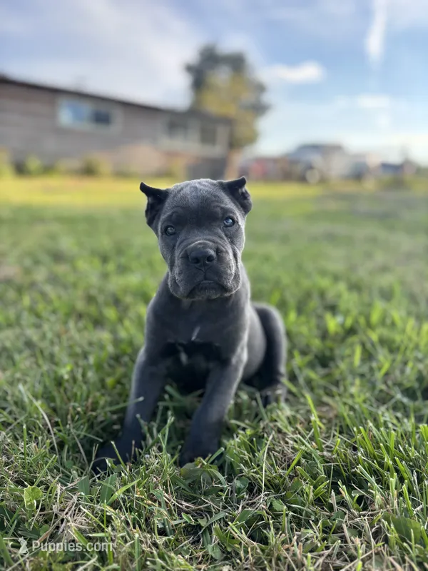 Ranger – Cane Corso puppy for sale in Clarkrange, TN