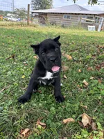 Bear, a female Cane Corso for sale in Clarkrange, TN – 4 of 9