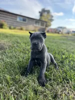Ranger, a male Cane Corso for sale in Clarkrange, TN – 3 of 8