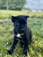 Bear - ICCF Registered, Champion Bloodlines, a female Cane Corso for sale in Clarkrange, TN – 1 of 9