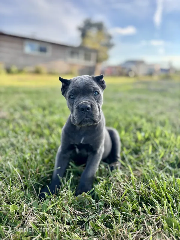 Ranger - ICCF Registered, Champion Bloodlines – Cane Corso puppy for sale in Clarkrange, TN
