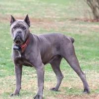 Ranger, a male Cane Corso for sale in Clarkrange, TN – 6 of 8