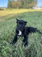 Bear, a female Cane Corso for sale in Clarkrange, TN – 2 of 9
