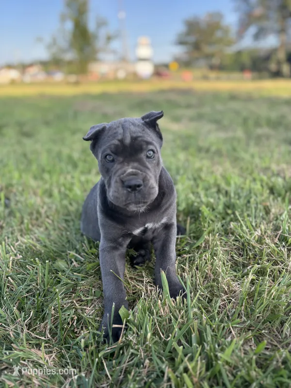 Rianna – Cane Corso puppy for sale in Clarkrange, TN