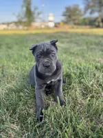 Rianna, a female Cane Corso for sale in Clarkrange, TN – 1 of 9