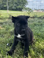 Bear, a female Cane Corso for sale in Clarkrange, TN – 5 of 9