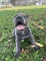 Rianna, a female Cane Corso for sale in Clarkrange, TN – 5 of 9
