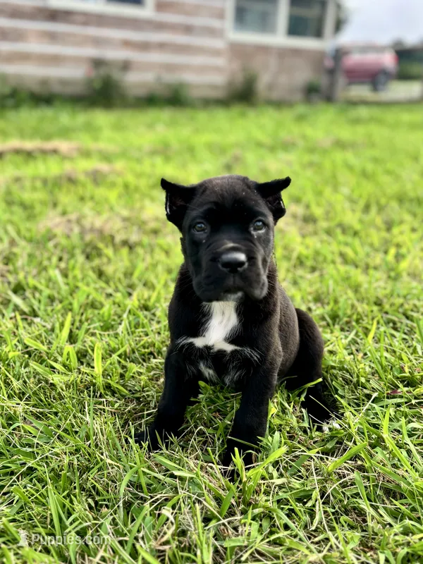 Bear - ICCF Registered, Champion Bloodlines – Cane Corso puppy for sale in Clarkrange, TN