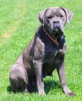 Bear, a female Cane Corso for sale in Clarkrange, TN – 7 of 9