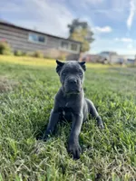 Ranger, a male Cane Corso for sale in Clarkrange, TN – 2 of 8