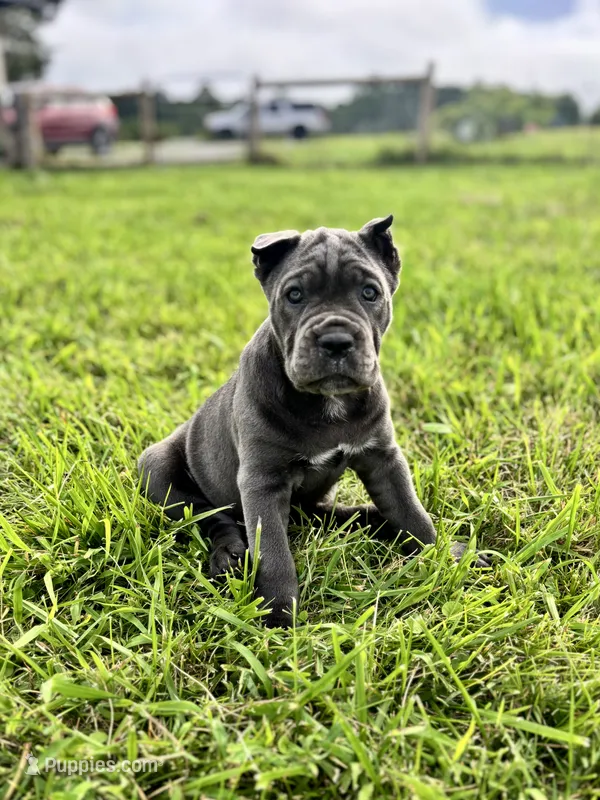 Rianna - ICCF Registered, Champion Bloodlines – Cane Corso puppy for sale in Clarkrange, TN