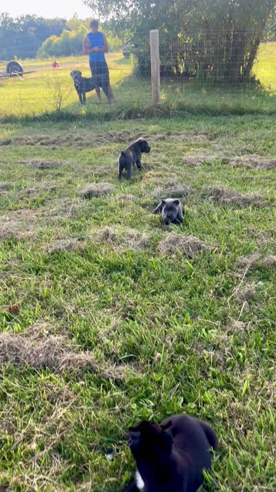 Rianna, a female Cane Corso for sale in Clarkrange, TN – 9 of 9