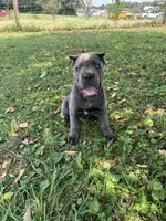 Ranger, a male Cane Corso for sale in Clarkrange, TN – 5 of 8