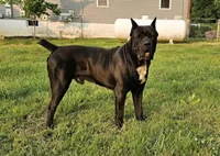 Bear, a female Cane Corso for sale in Clarkrange, TN – 8 of 9