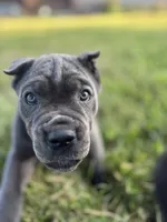 Rianna, a female Cane Corso for sale in Clarkrange, TN – 2 of 9