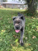 Rianna, a female Cane Corso for sale in Clarkrange, TN – 4 of 9