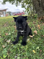 Bear, a female Cane Corso for sale in Clarkrange, TN – 3 of 9