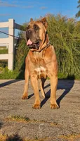Ranger, a male Cane Corso for sale in Clarkrange, TN – 7 of 8