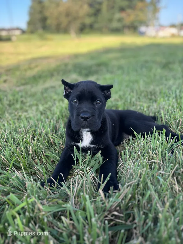 Bear – Cane Corso puppy for sale in Clarkrange, TN