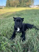 Bear, a female Cane Corso for sale in Clarkrange, TN – 1 of 9