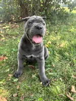Rianna, a female Cane Corso for sale in Clarkrange, TN – 6 of 9
