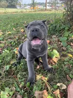Rianna, a female Cane Corso for sale in Clarkrange, TN – 3 of 9