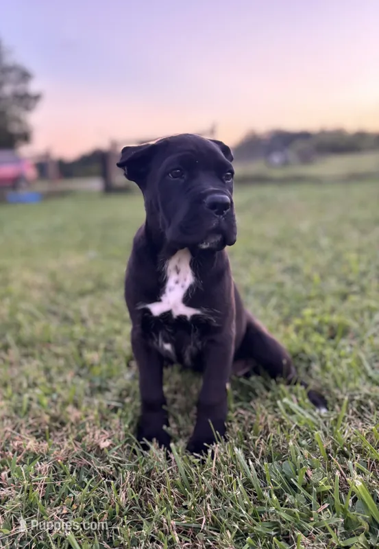 Bear - ICCF Registered, Champion Bloodlines – Cane Corso puppy for sale in Clarkrange, TN