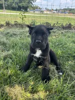 Bear, a female Cane Corso for sale in Clarkrange, TN – 6 of 9