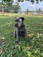 Ranger, a male Cane Corso for sale in Clarkrange, TN – 4 of 8