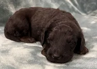 Harry, a male Aussiedoodle for sale in Mountain Home, AR – 2 of 3