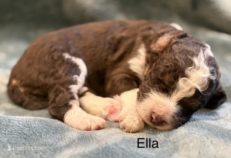 Ella – Aussiedoodle puppy for sale in Mountain Home, AR