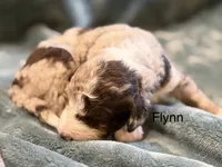Flynn, a male Aussiedoodle for sale in Mountain Home, AR – 3 of 3
