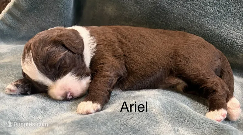 Ariel, a female Aussiedoodle for sale in Mountain Home, AR – 1 of 1