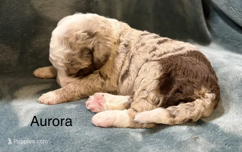 Aurora, a female Aussiedoodle for sale in Mountain Home, AR – 1 of 2