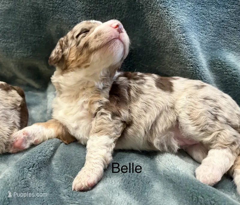 Belle – Aussiedoodle puppy for sale in Mountain Home, AR