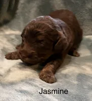 Jasmine, a female Aussiedoodle for sale in Mountain Home, AR – 2 of 3