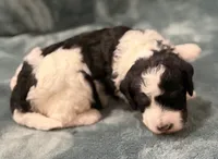 Ron, a male Aussiedoodle for sale in Mountain Home, AR – 3 of 4