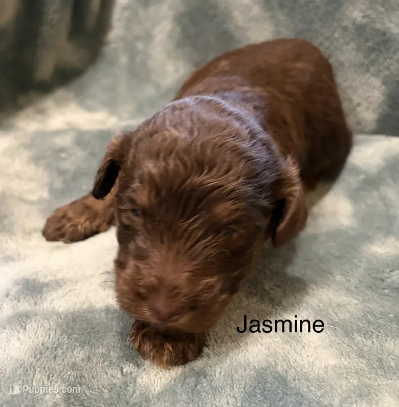 Jasmine – Aussiedoodle puppy for sale in Mountain Home, AR