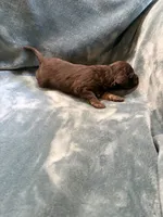 Jasmine, a female Aussiedoodle for sale in Mountain Home, AR – 3 of 3