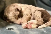 Aurora, a female Aussiedoodle for sale in Mountain Home, AR – 2 of 2