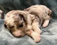 Belle, a female Aussiedoodle for sale in Mountain Home, AR – 2 of 2