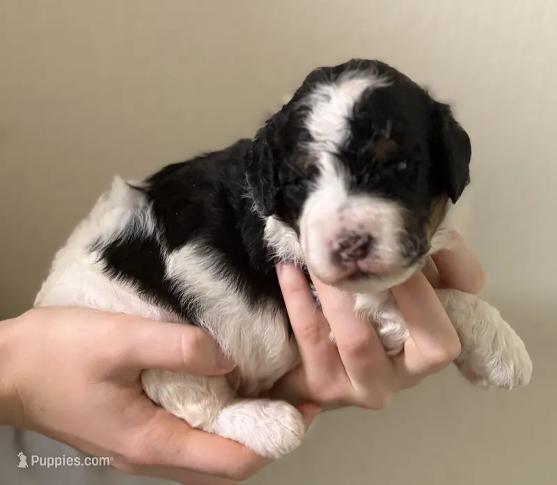 Ron – Aussiedoodle puppy for sale in Mountain Home, AR
