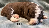 Ella, a female Aussiedoodle for sale in Mountain Home, AR – 2 of 3