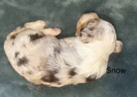 Snow, a female Aussiedoodle for sale in Mountain Home, AR – 2 of 2