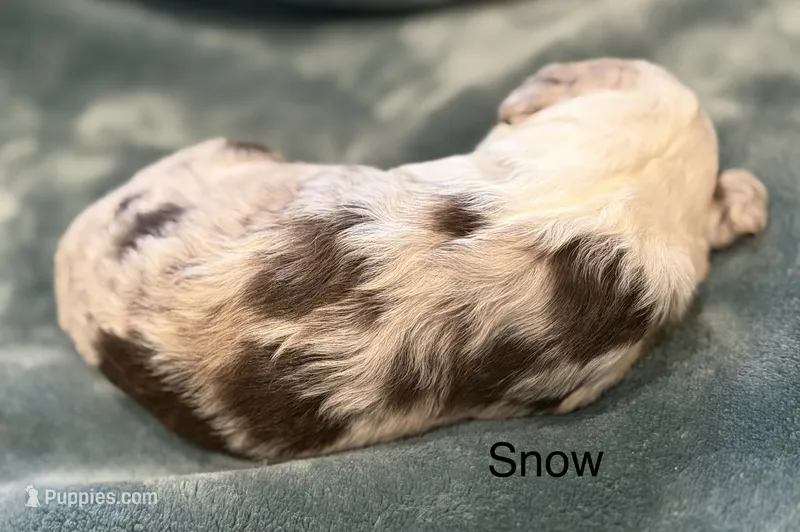 Snow, a female Aussiedoodle for sale in Mountain Home, AR – 1 of 2