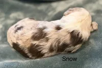 Snow, a female Aussiedoodle for sale in Mountain Home, AR – 1 of 2