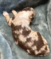 Flynn, a male Aussiedoodle for sale in Mountain Home, AR – 2 of 3
